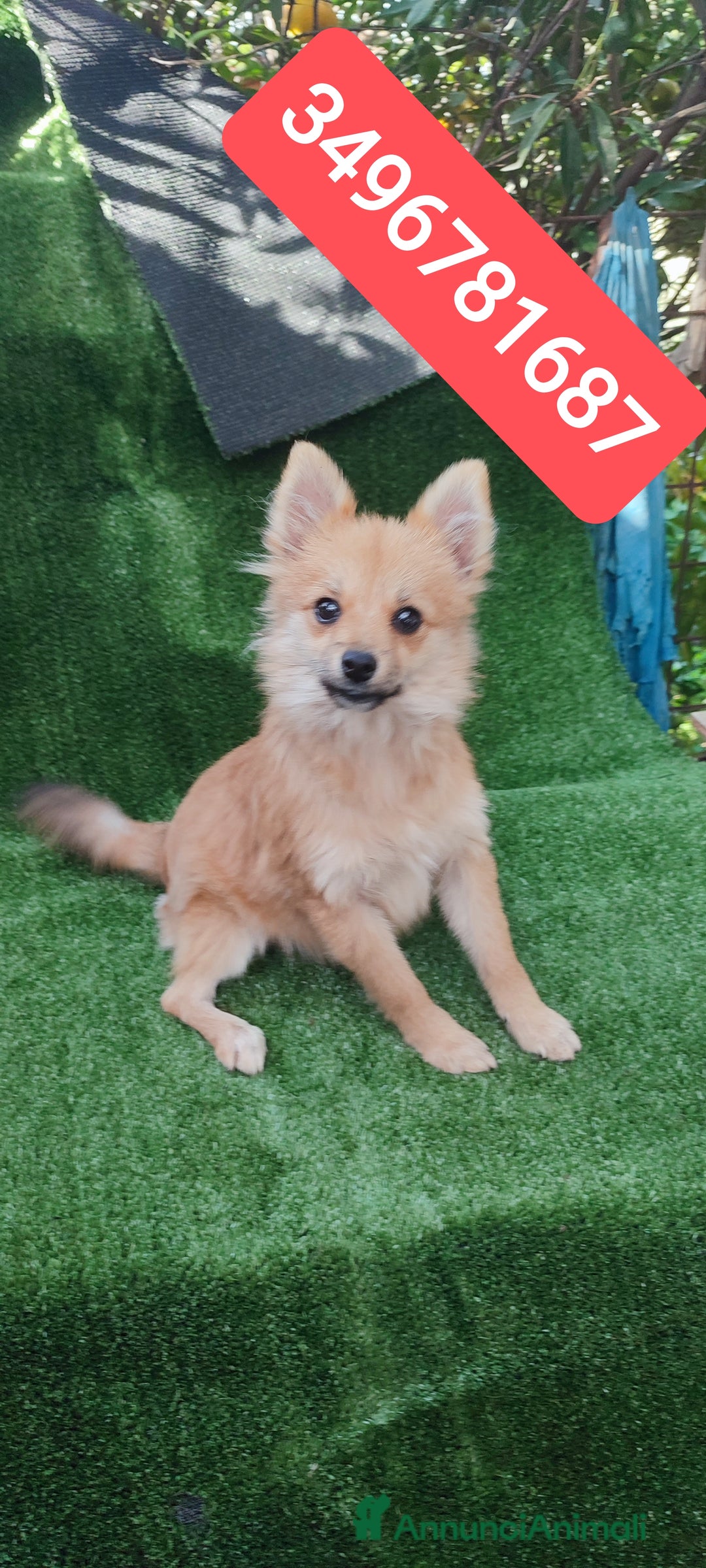 Spitz cani in vendita: SPITZ TEDESCO PICCOLO cuccioloni tenerotti - Annuncio 2