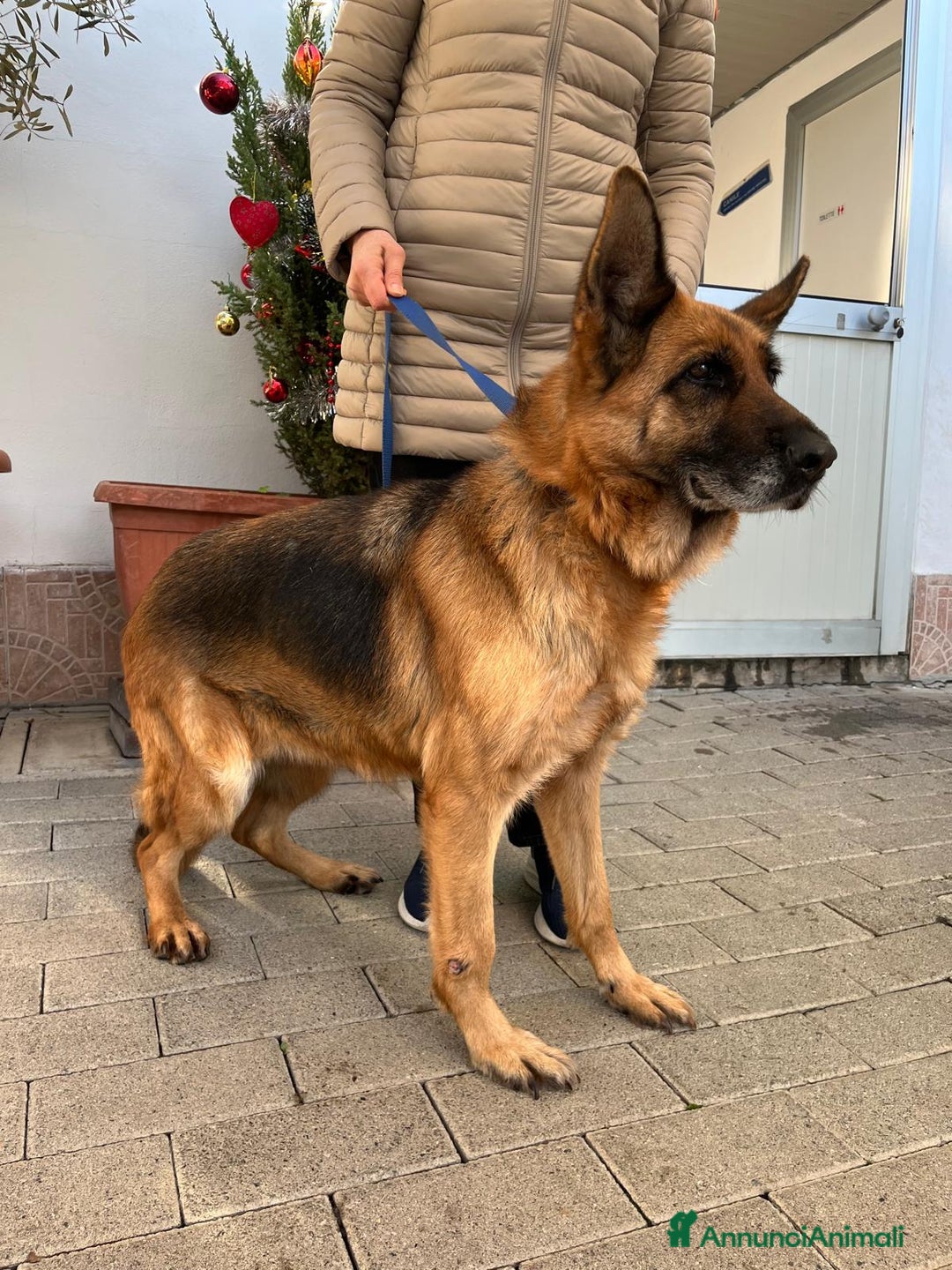 Pastore Tedesco cani in regalo: GIANNA PASTORE TEDESCO - Annuncio 8