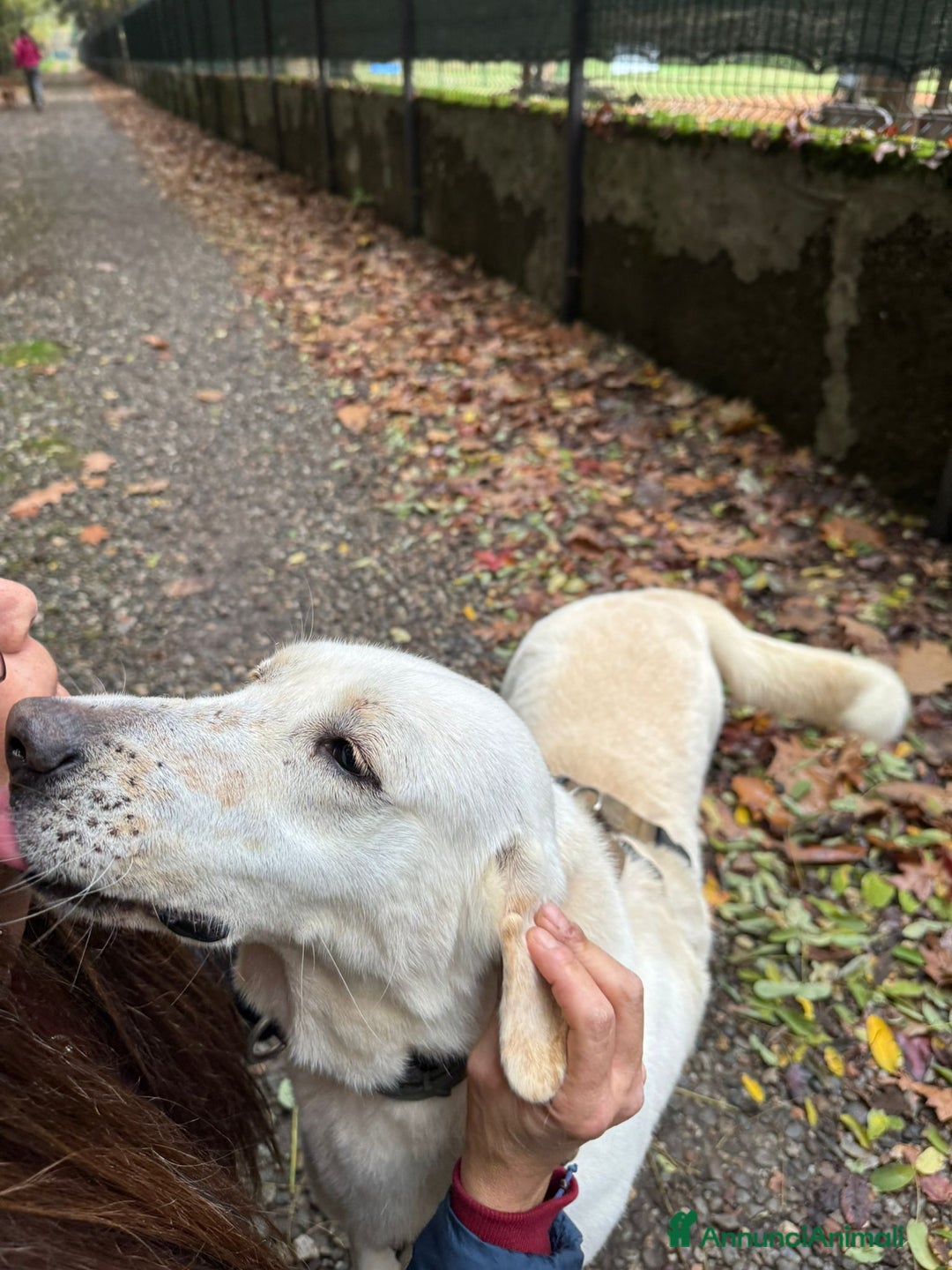 Labrador cani in regalo: Splendida Labrador Easy - Annuncio 9