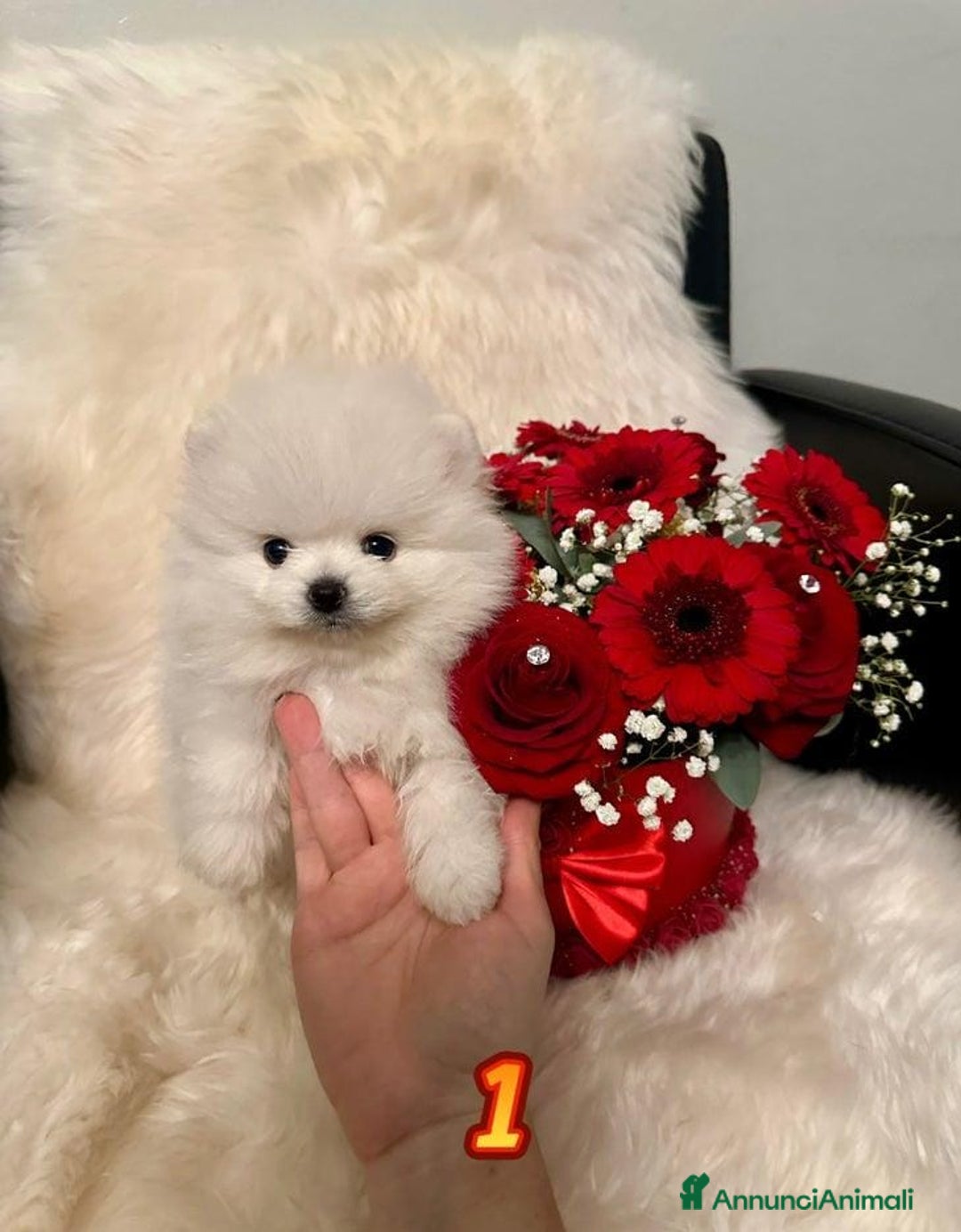 Volpino Pomerania cani in vendita: Cuccioli di Pomerania - Annuncio 25