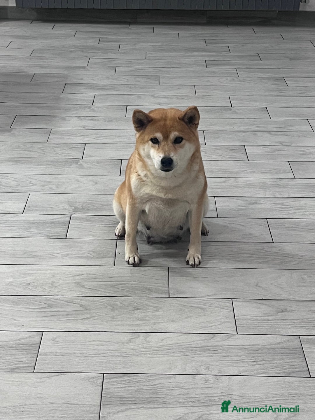 Shiba Inu cani in vendita: Cuccioli di Shiba Inu - Annuncio 2