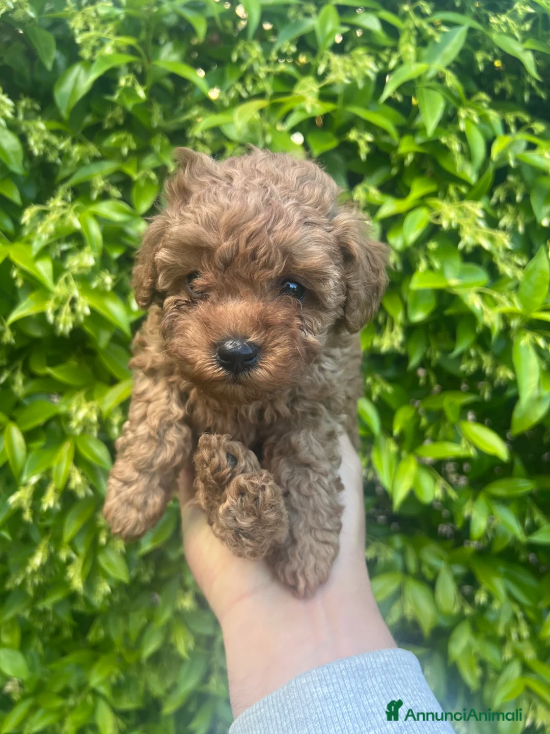 Barboncino Toy cani in vendita: Barboncino Toy Red - ultima femmina disponibile  - Annuncio 2