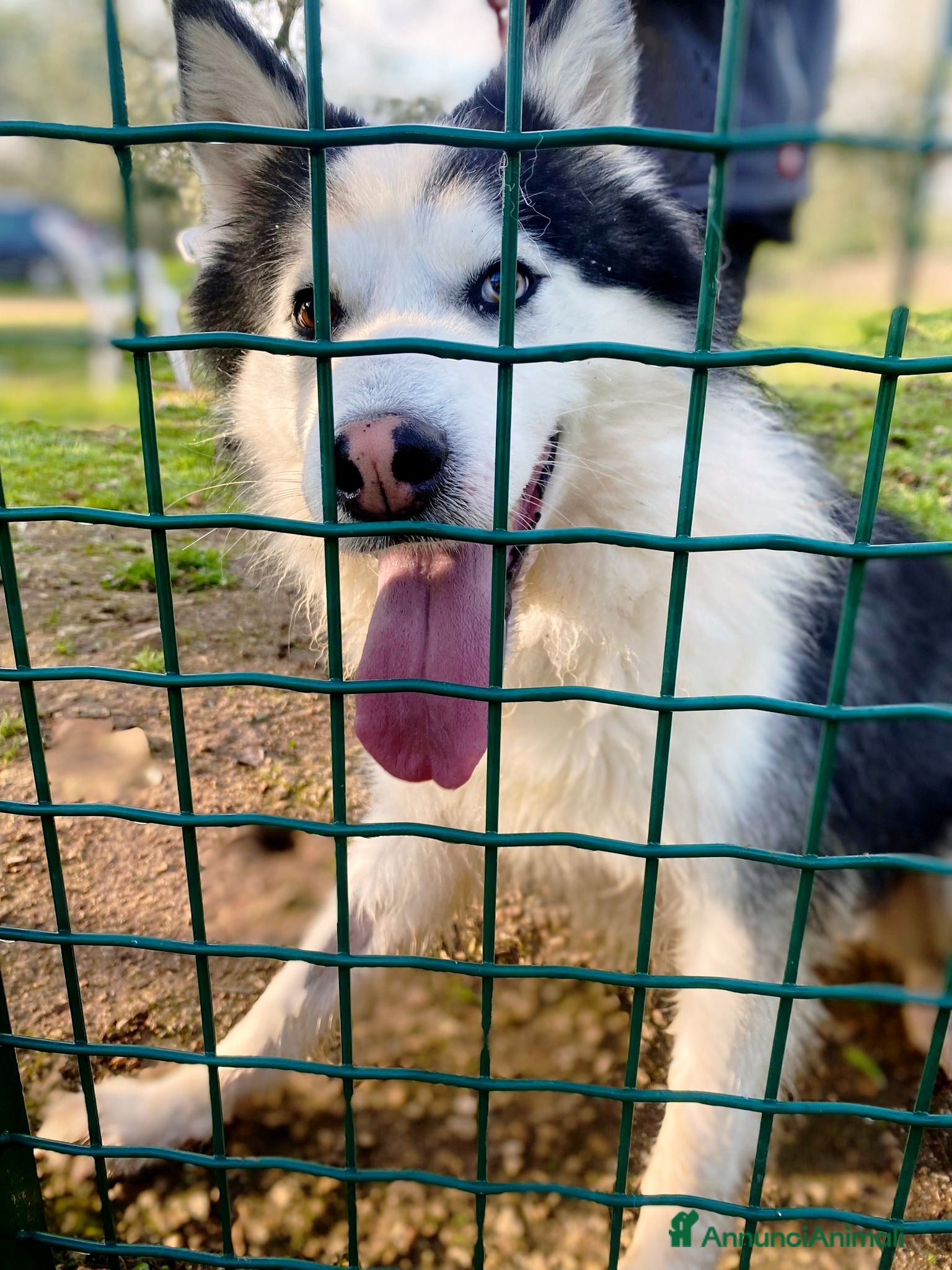 Husky cani Una nuova vita per Wolf, husky bellissimo - Annuncio 1