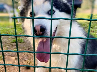 Husky cani Una nuova vita per Wolf, husky bellissimo - Annuncio 15