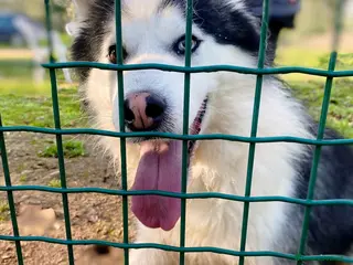Husky cani Una nuova vita per Wolf, husky bellissimo - Annuncio 20