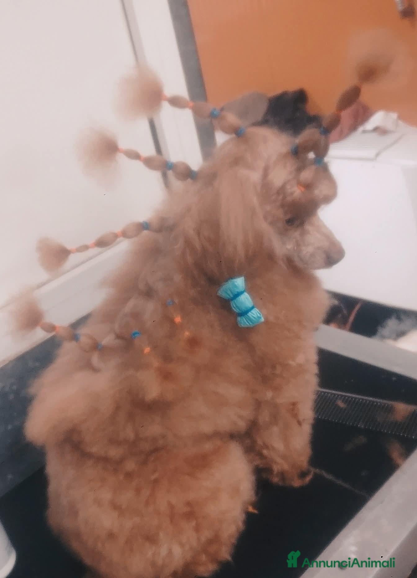 Barboncino Toy cani BARBONE TOY FULVO PER ACCOPPIAMENTO CON PEDIGREE  - Annuncio 1