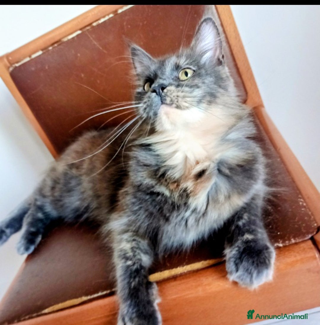 Maine Coon gatti in vendita: Maine Coon  - Annuncio 3