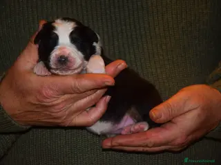 Australian Shepherd cani Cuccioli di pastore australiano - Annuncio 33