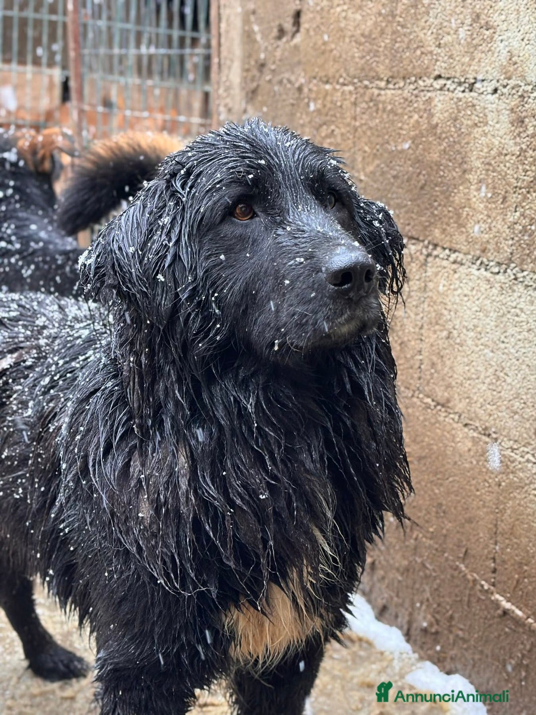 Meticcio cani in regalo: KUMBA, pastorino dolcissimo ignorato da tutti! - Annuncio 7
