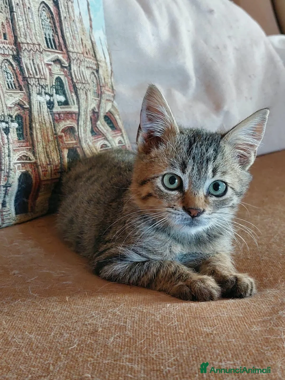 Europeo gatti in regalo: Gattino in adozione a Provincia di Caserta - Annuncio 2