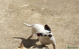 Chihuahua cani in vendita: chihuahua originale  a Città metropolitana di Palermo - Immagine 1