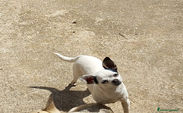 Chihuahua cani a Città metropolitana di Palermo - Annuncio 2