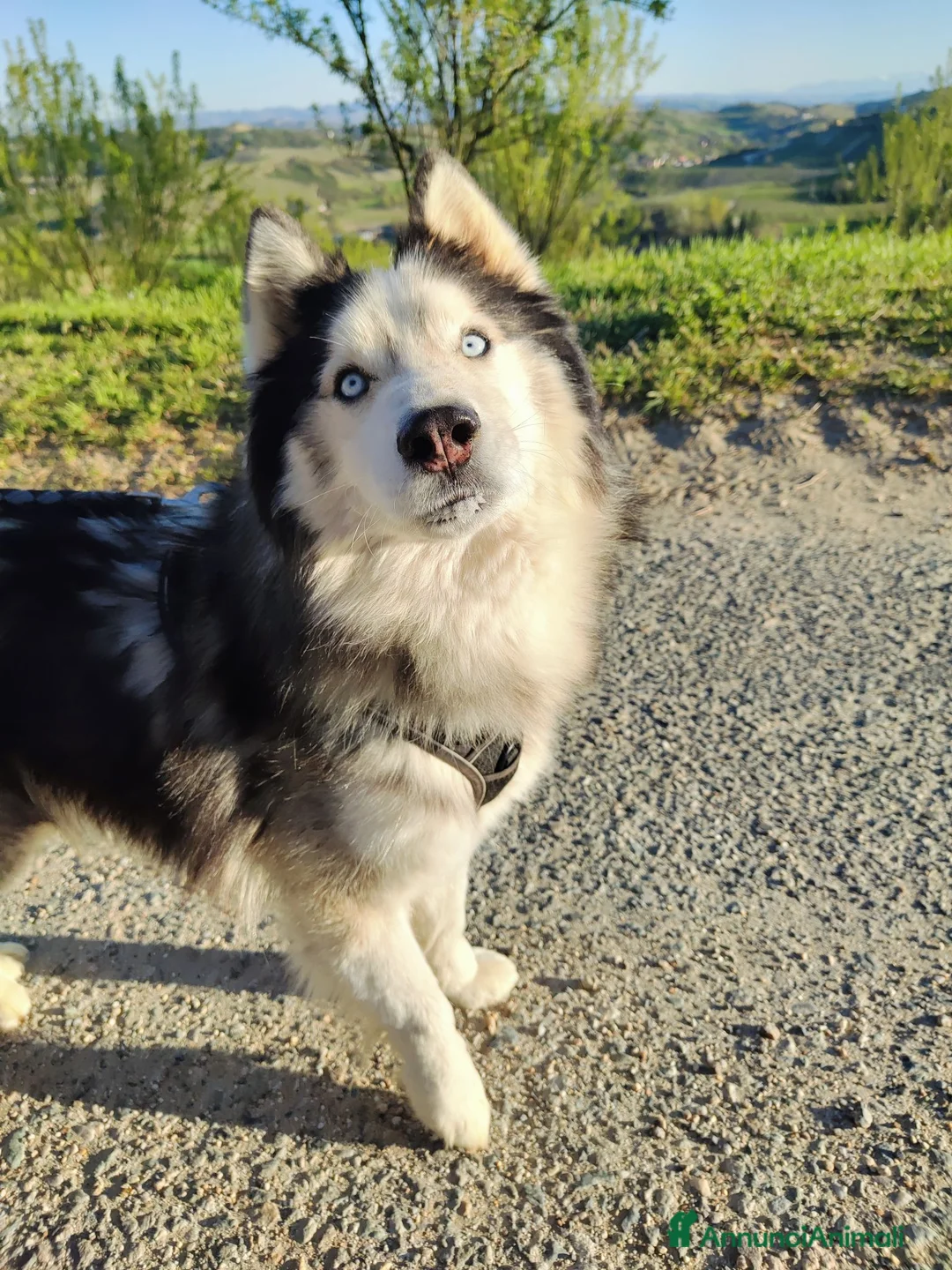 Husky cani per accoppiamento: Axel cerca fidanzata! - Annuncio 3