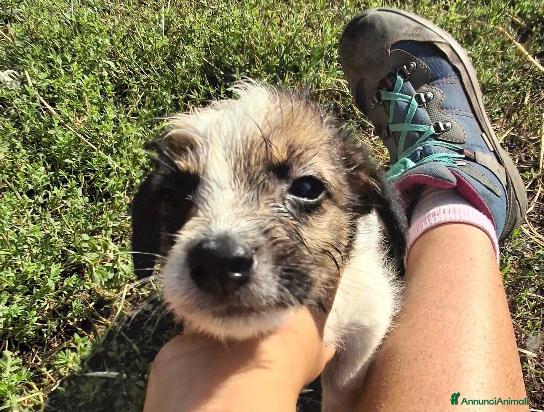 Meticcio cani Cucciola  - Annuncio 2