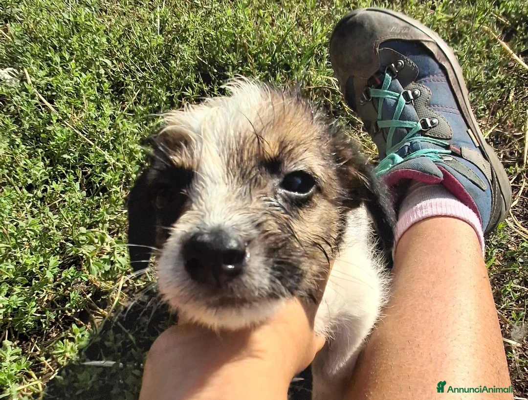 Meticcio cani in regalo: Cucciola  - Annuncio 1