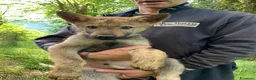 Lupo Cecoslovacco cani in vendita: Cucciolo maschio cane lupo cecoslovacco  - Annuncio 3
