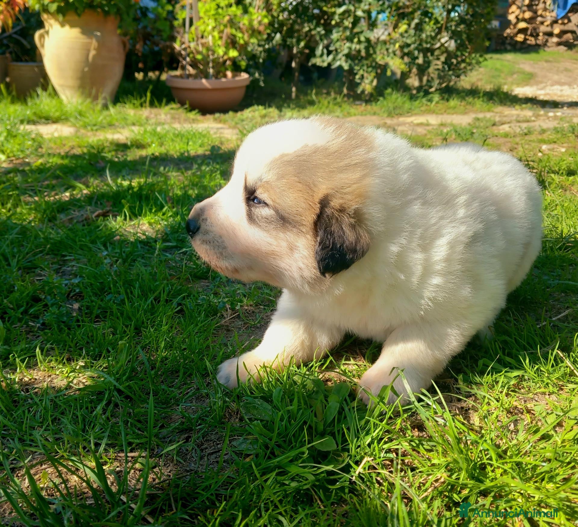 Cane da Montagna dei Pirenei cani Cuccioli di Cane da Montagna dei Pirenei  - Annuncio 6