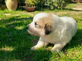 Cane da Montagna dei Pirenei cani Cuccioli di Cane da Montagna dei Pirenei - Annuncio 6