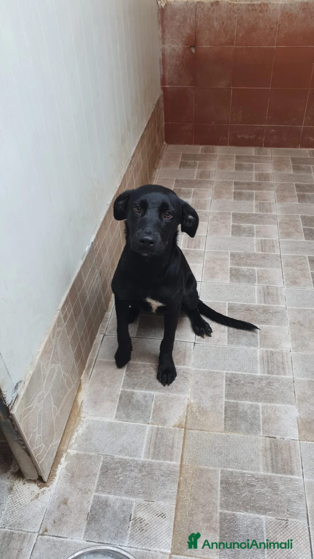 Meticcio cani in regalo: Piccola meticcia in Canile - Annuncio 2