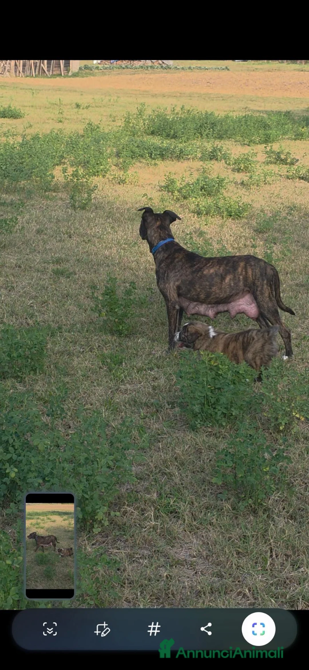 Meticcio cani in regalo: Regalasi mamma con cucciolo  - Annuncio 2
