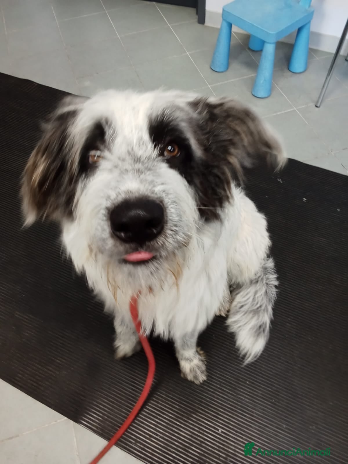 Meticcio cani Meticcio in regalo  - Annuncio 2