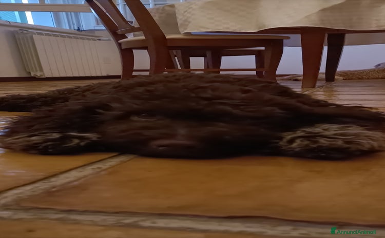 Lagotto cani a Provincia di Chieti - Annuncio 8
