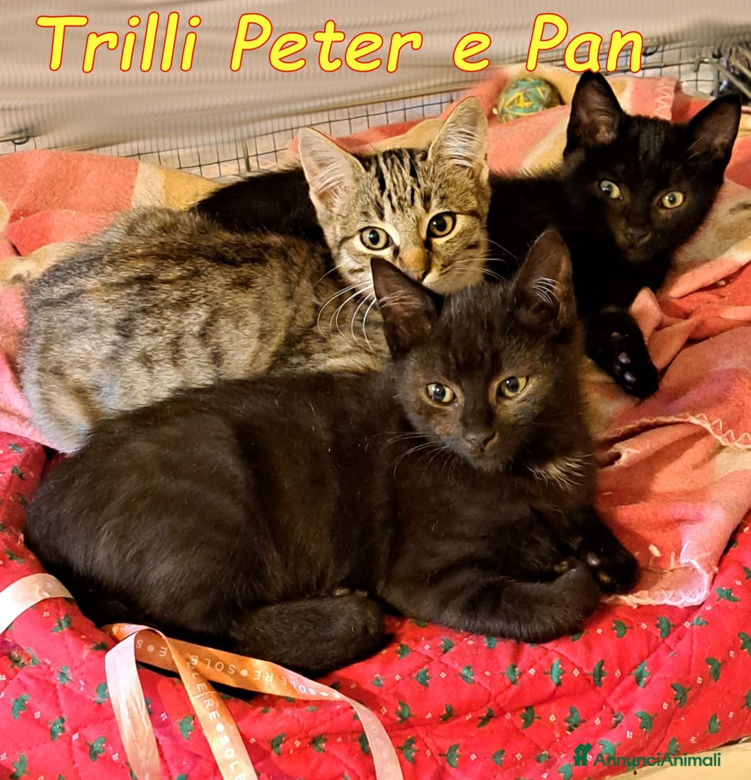 Europeo gatti in regalo: 🐾✨ TRILLI, PETER e PAN ✨🐾 - Annuncio 5