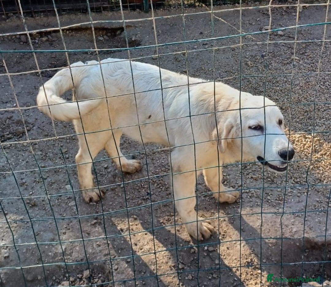 Meticcio cani in regalo: IL FANTASTICOO OSLINO a Città Metropolitana di Firenze - Annuncio 4