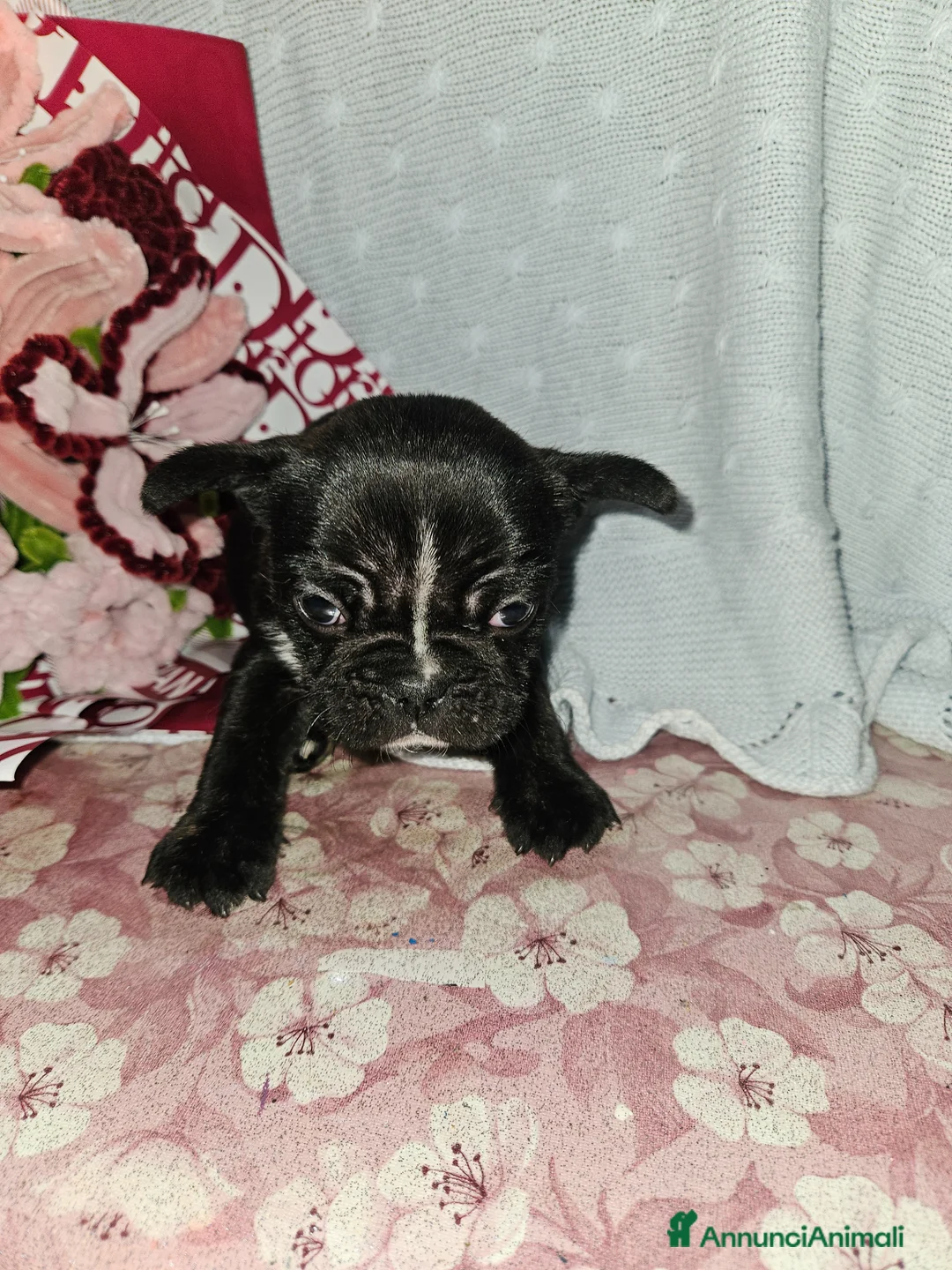 Bulldog Francese cani in vendita: Bulldog francese nero  - Annuncio 2
