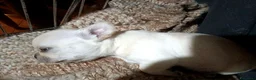 Chihuahua cani in vendita: Chihuahua con genealogia campioni internazionali  - Annuncio 18