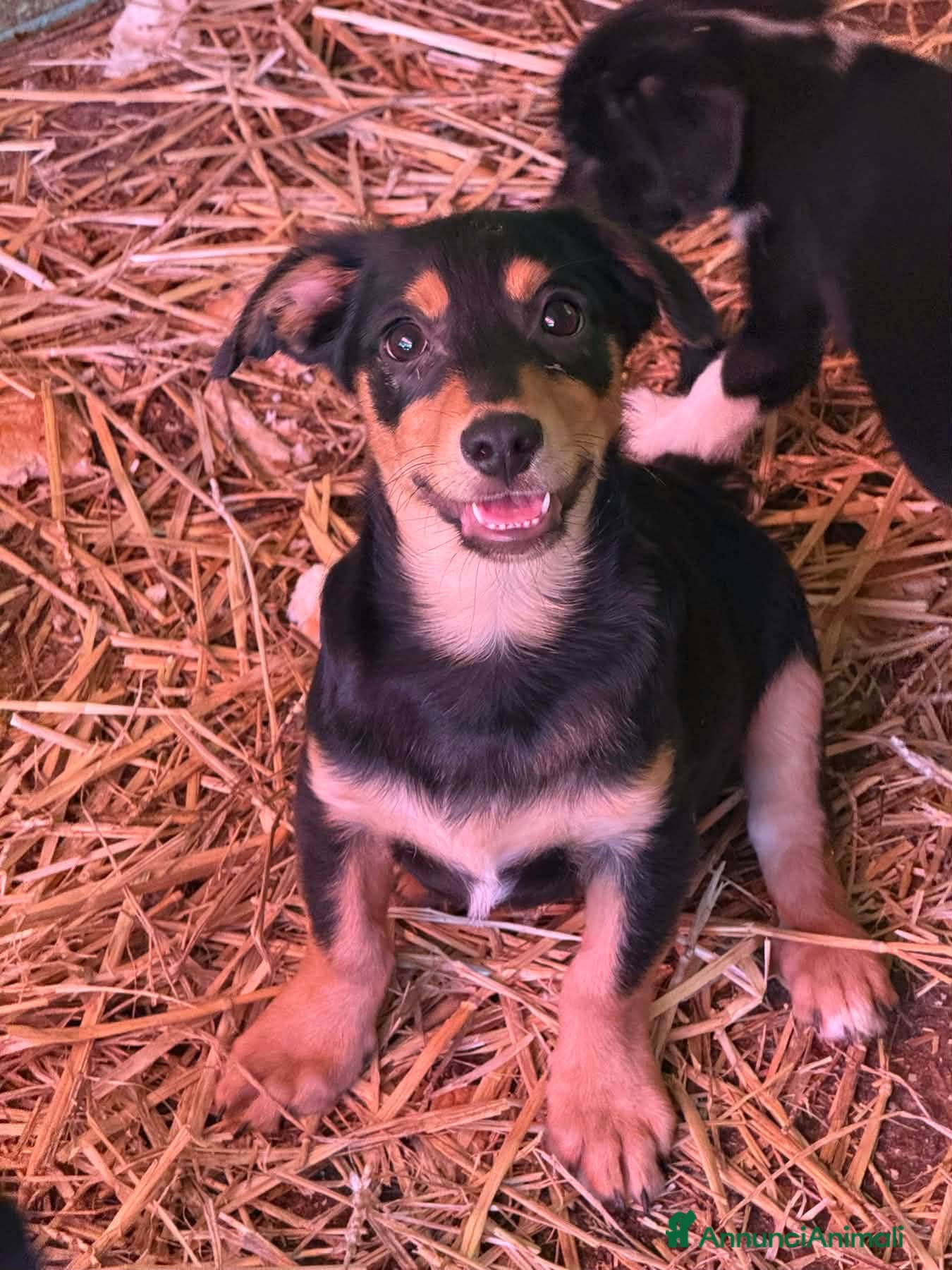 Meticcio cani FELIX, il più simpatico del rifugio! TG PICCOLA - Annuncio 32