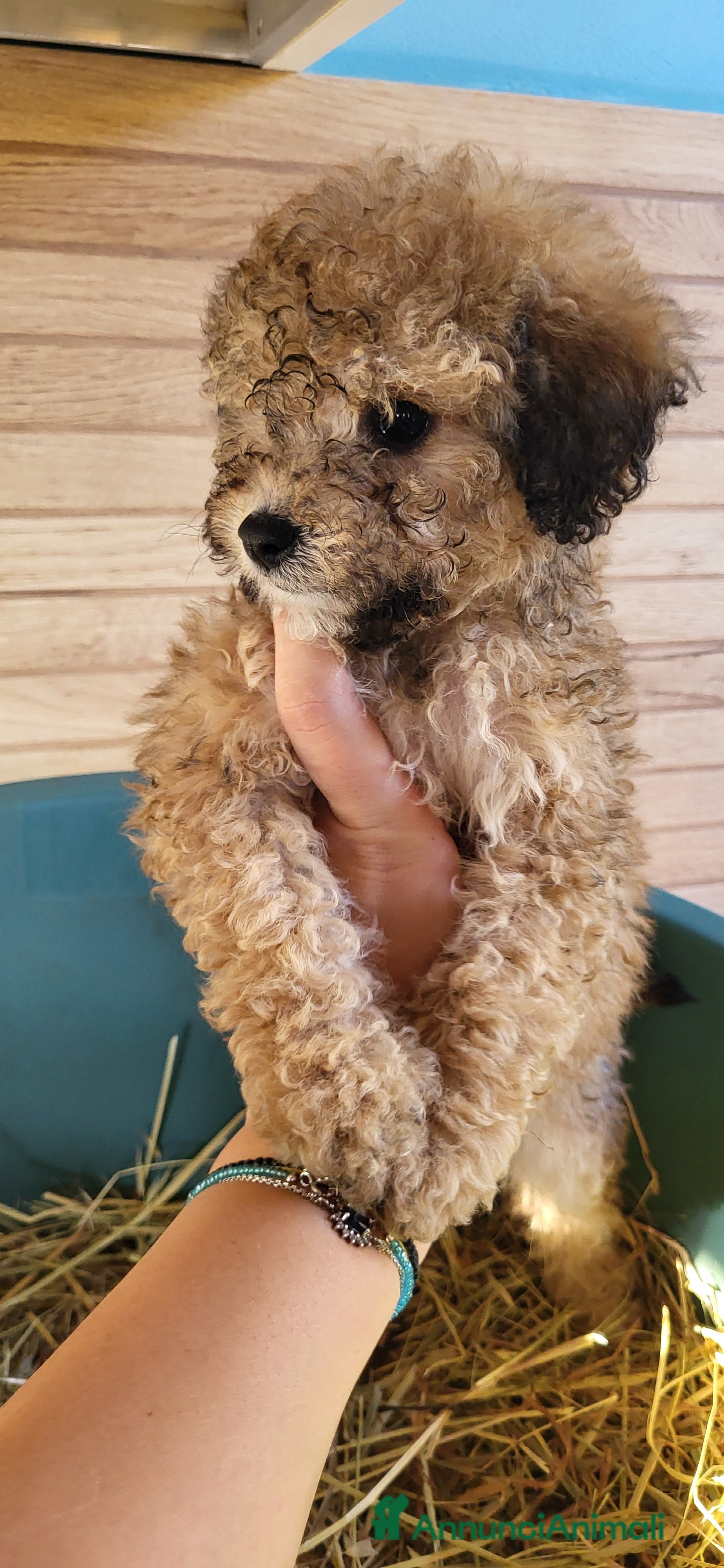 Barboncino cani Cuccioli di Barboncino - Annuncio 3