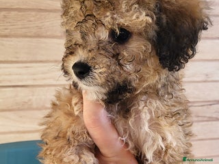 Barboncino cani Cuccioli di Barboncino - Annuncio 2