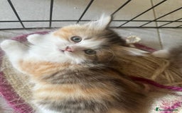 Persiano gatti in vendita: Gattine persiane normotipo  a Provincia di Reggio Emilia - Immagine 7