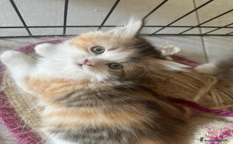 Persiano gatti a Provincia di Reggio Emilia - Annuncio 4