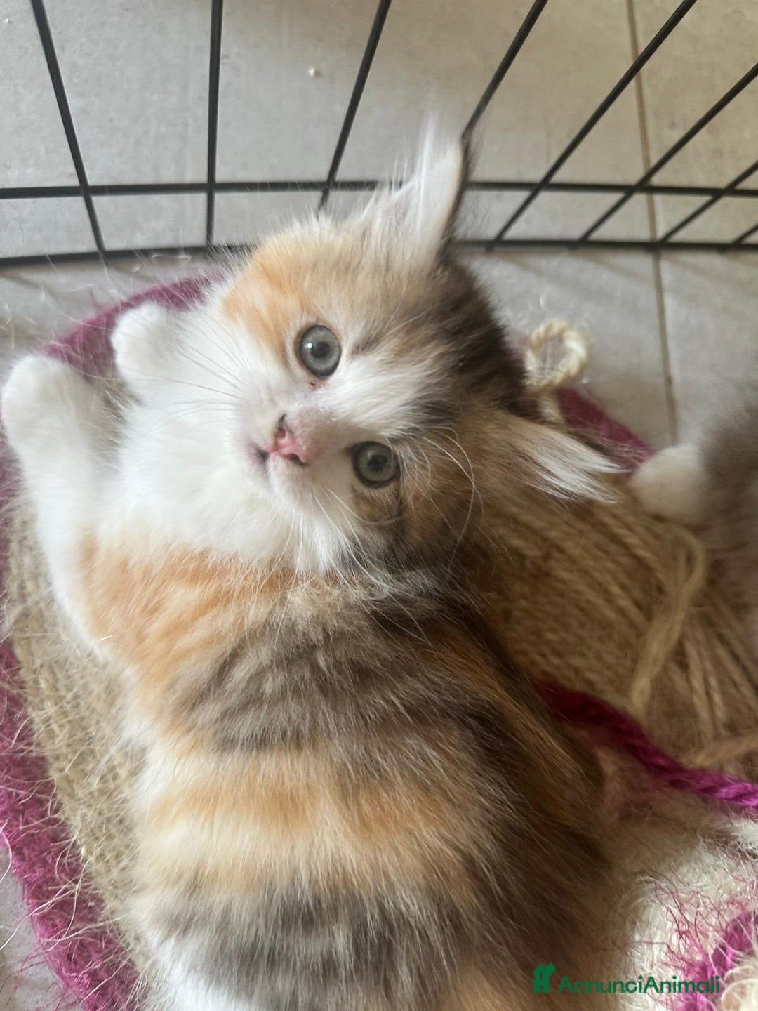 Persiano gatti in vendita: Gattine persiane normotipo  a Provincia di Reggio Emilia - Immagine 7