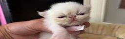 Persiano gatti in vendita: gattina persiana - Annuncio 1