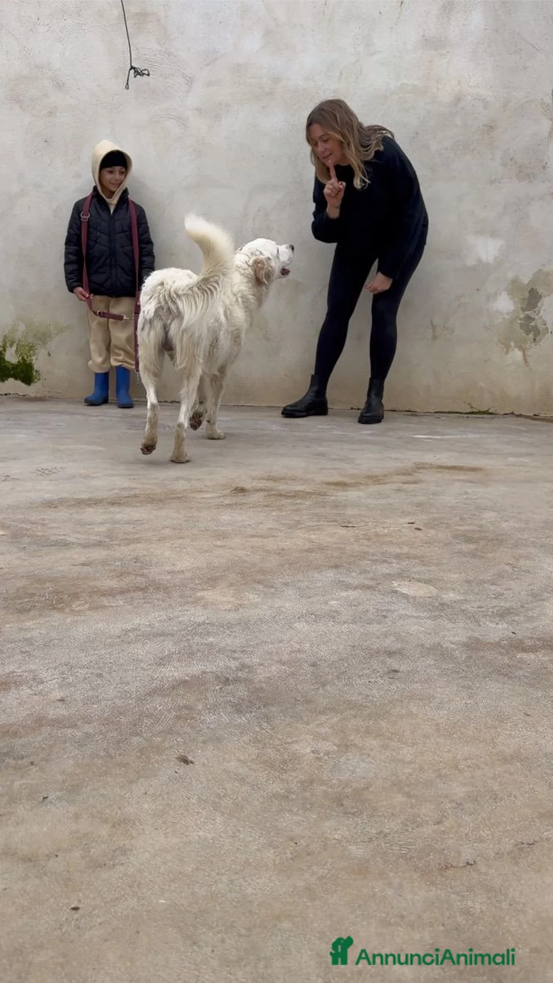 Meticcio cani in regalo: Ugo: cucciolone buonissimo con tutti  - Annuncio 8