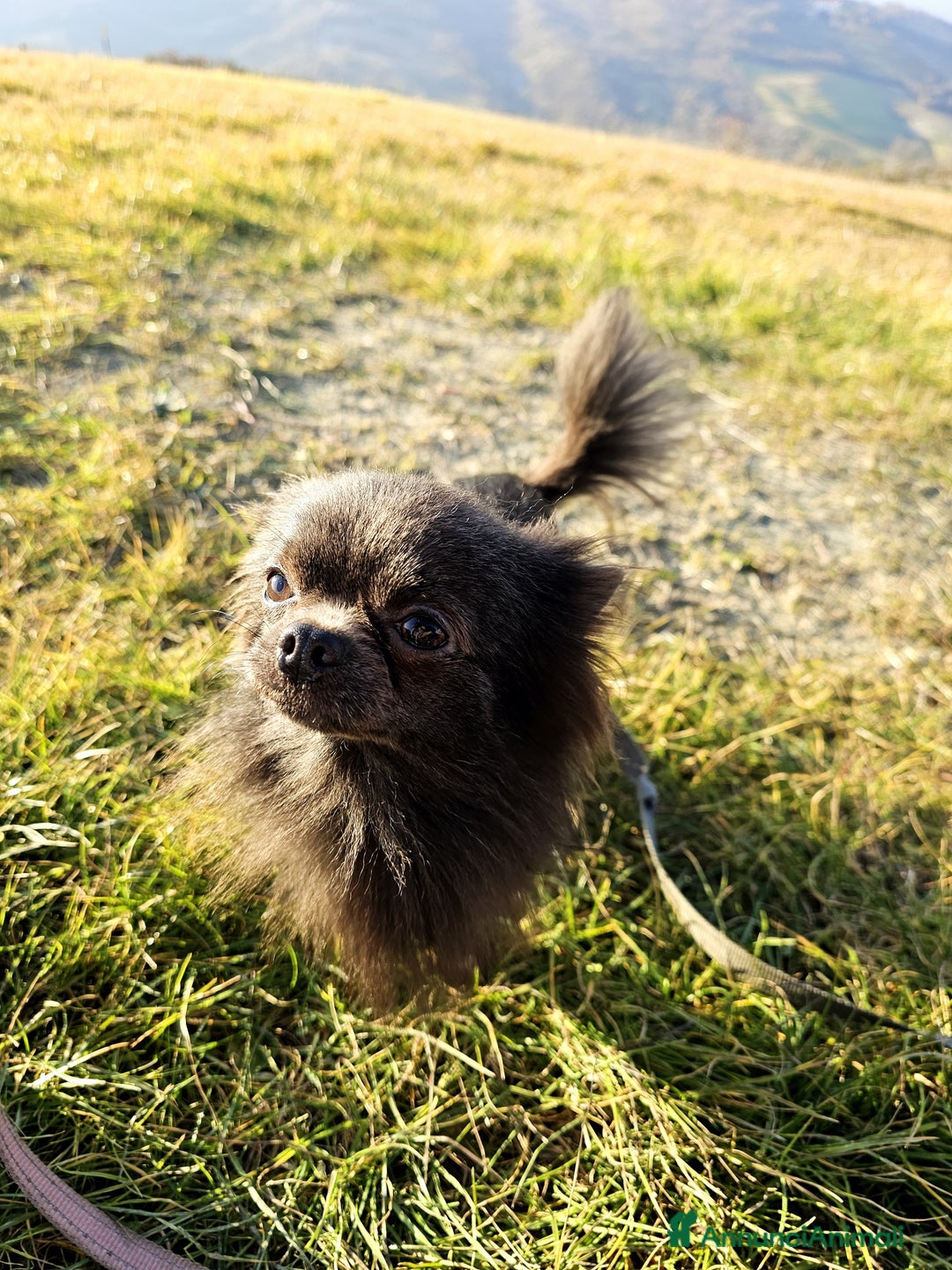 Chihuahua cani in vendita: Chihuahua maschio - Annuncio 2