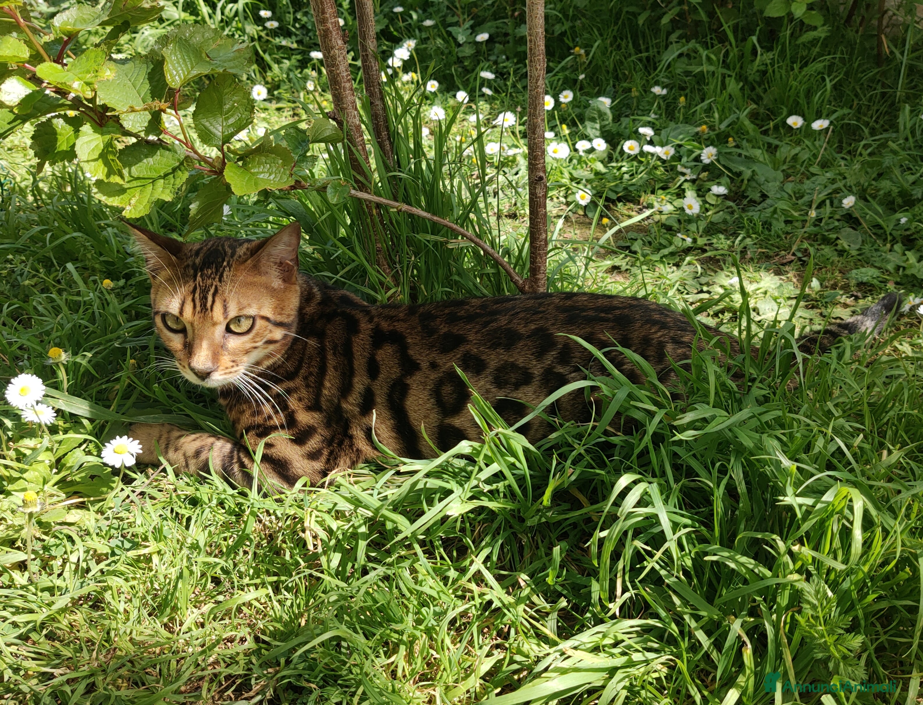 Bengala gatti Gatto del Bengala età 1 anno  - Annuncio 5