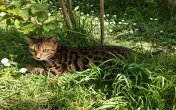 Bengala gatti in vendita: Gatto del Bengala età 1 anno  - Immagine 1