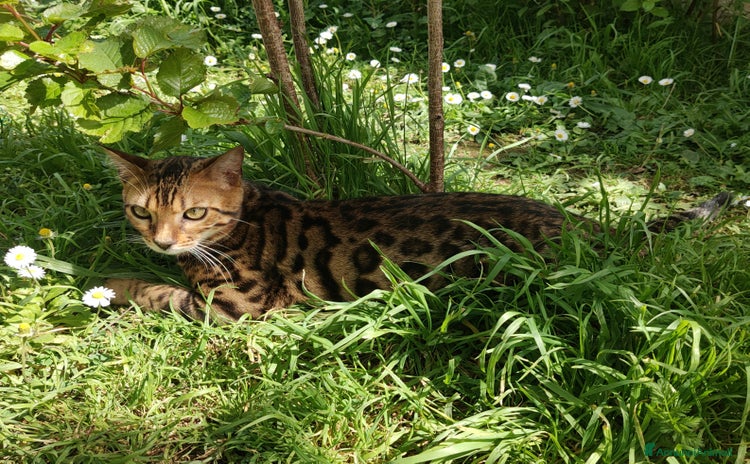 Bengala gatti - Annuncio 12