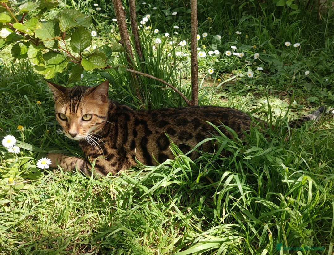 Bengala gatti in vendita: Gatto del Bengala età 1 anno  - Annuncio 1