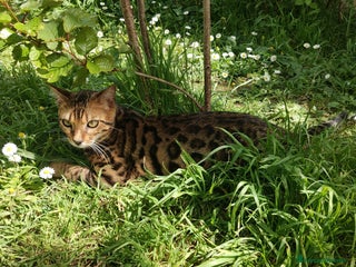 Bengala gatti Gatto del Bengala età 1 anno - Annuncio 4