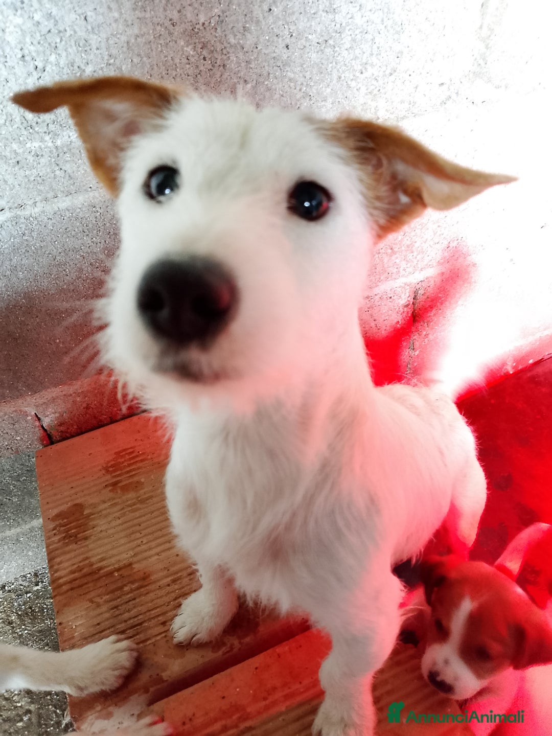 Jack Russell cani in vendita: Jack Russel cucciolo  - Annuncio 3