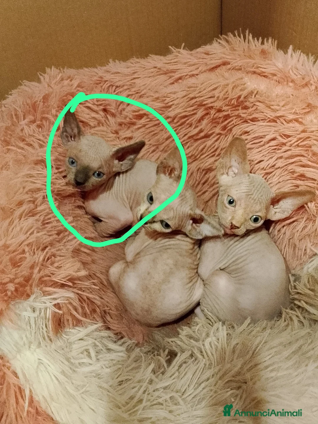 Sphynx gatti in vendita: Spyinx  - Annuncio 2