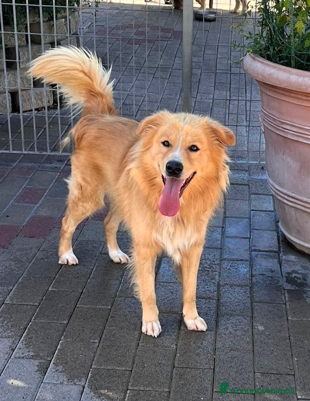 Meticcio cani in regalo: DIOR CAGNOLINO FULVO - Annuncio 3