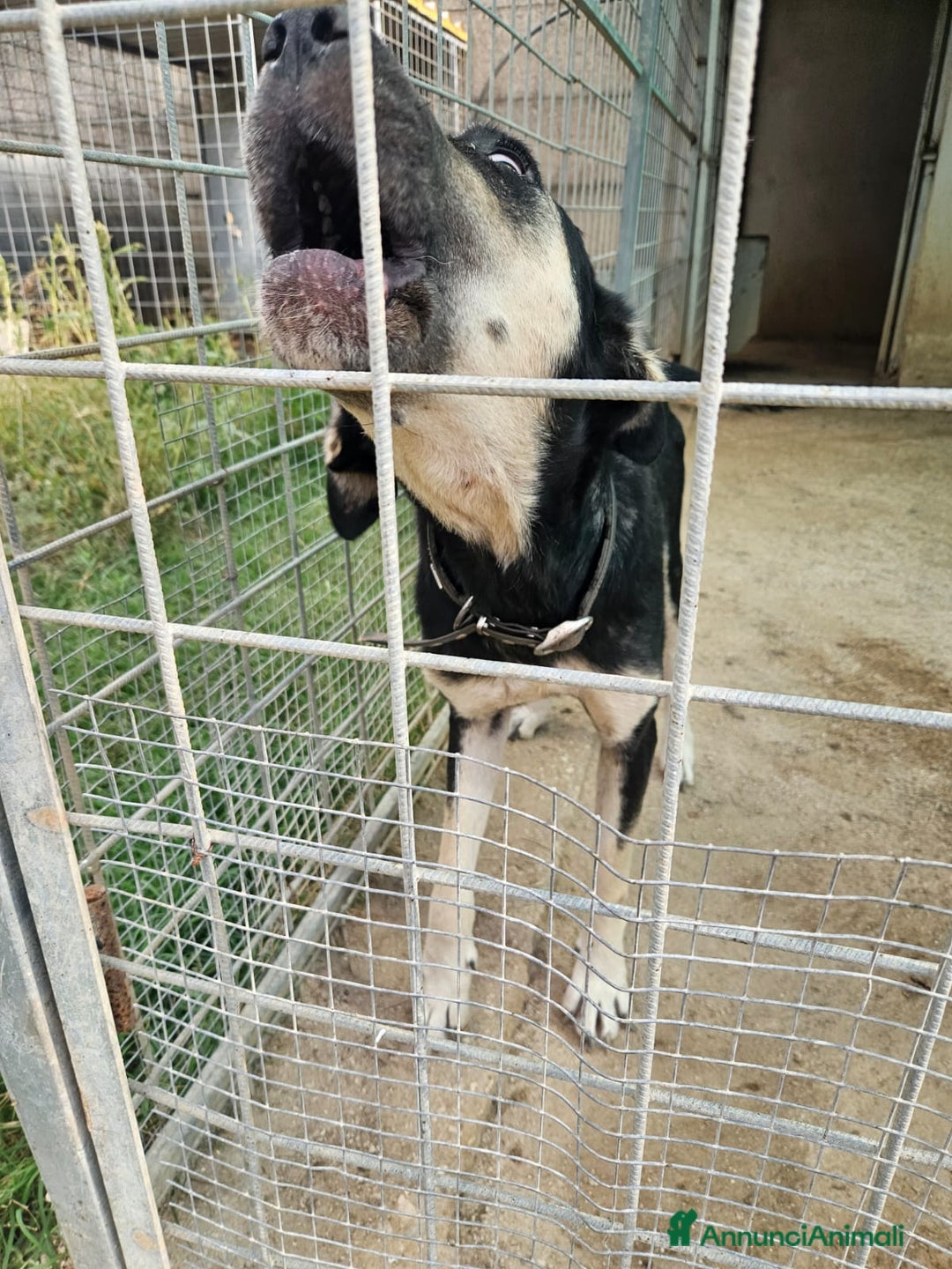 Meticcio cani in regalo: Fabrizia: taglia grande, dolce ed equilibrata  - Annuncio 9