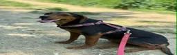 Meticcio cani in regalo: ERA, cucciolona tanto coccolona! Cerca famiglia - Annuncio 10