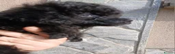 Barboncino cani in vendita: Barboncino nero - Annuncio 2